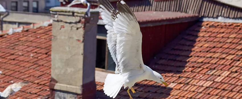 Residential Chimney Animal Removal Solution in Kalispell, MT