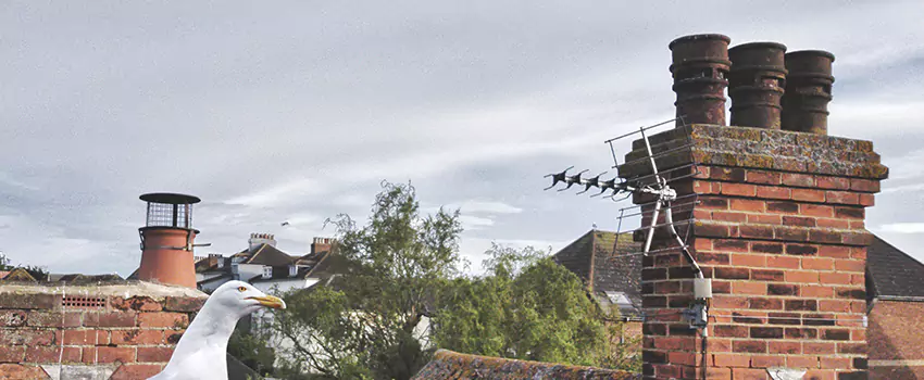 Chimney Cleaning And Restoration in Kalispell, Montana
